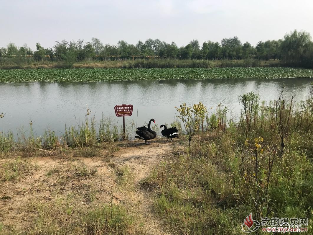  在双龙湖湿地公园，一对野生黑天鹅正在此嬉戏。（王莉莉/摄）