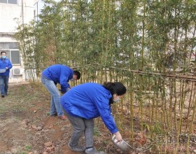 【曹庄矿】植树节灌溉