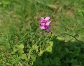  我在盛夏中寻你