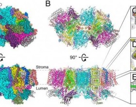 科学家公布关键酶的“