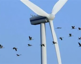 鸟类经常撞风机吗？有